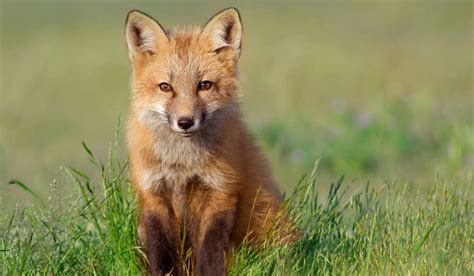 Pic Of Kit Fox
