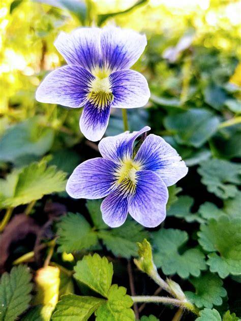 purple violets