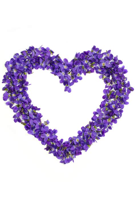 heart shaped violets