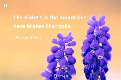 violets with quotes