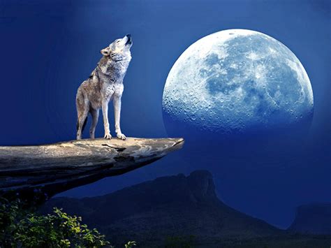 pic of wolf howling at moon