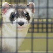 Piccolo Furetto Costo