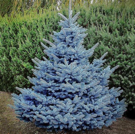 picea baby blue spruce