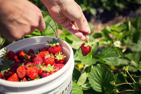 Strawberry picking stock photo. Image of fresh, fruit 29826486
