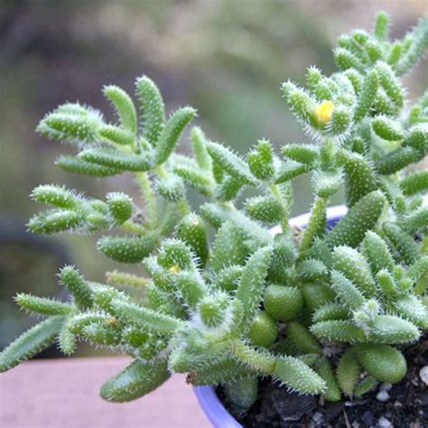 Growing Pickle Plants: A Guide For The Home Gardener