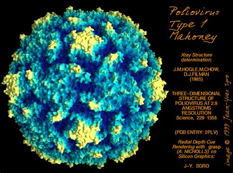 picornavirus polio