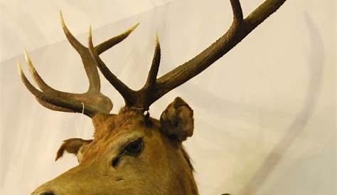 Carved Trophy Deer Head For Sale at 1stdibs