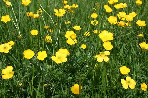 Pics Of Buttercups