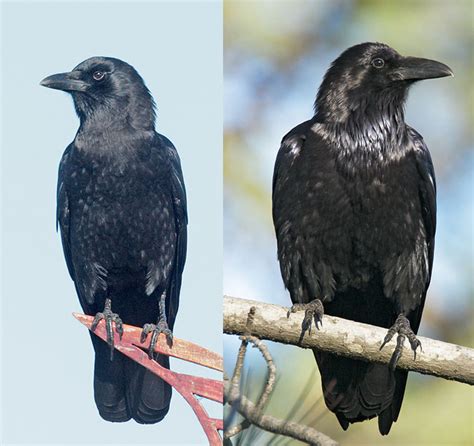 pics of ravens and crows
