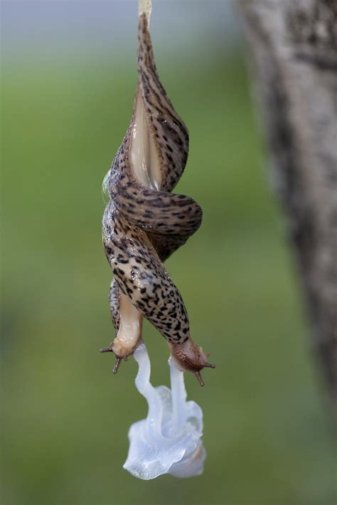 pics of slugs mating