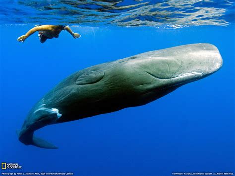 pics of sperm whales