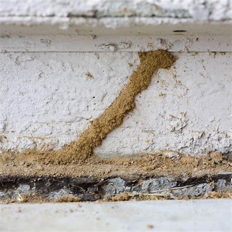 pics of termite damage