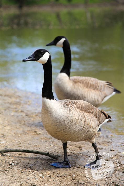 pics of wild canada geese