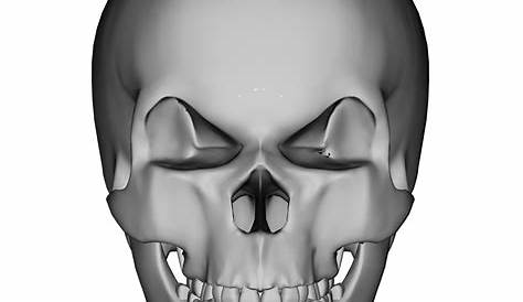 Human Skull Set of 6 | Anatomy Models