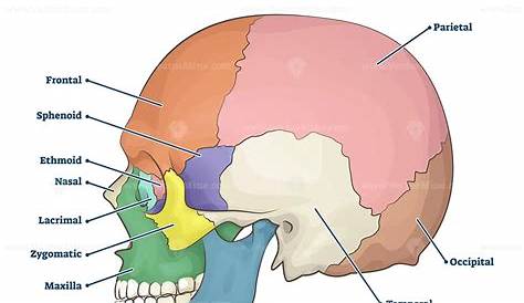 7.2: The skull’s 8 cranial bones protect the brain, and its 14 facial