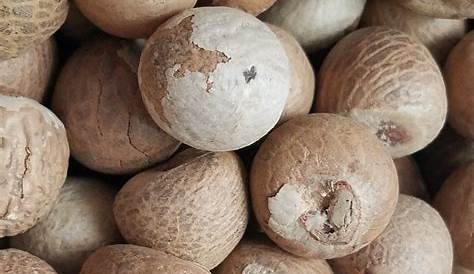 Wholesale Betel Nuts World Seed Supply