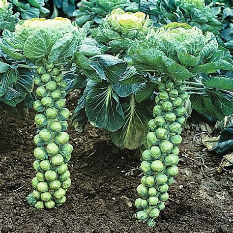 Brussel Sprouts Growing Guide » Homesteading Where You Are Harvesting