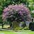 picture of crepe myrtle tree