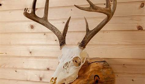 Lot - 2pc Vintage Deer Skull & Antlers