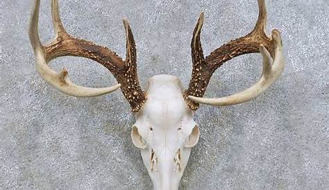I was having visualising the shape of a deer skull as I have never seen
