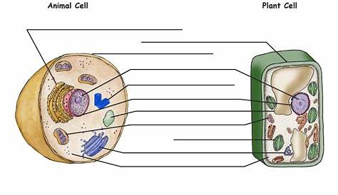 Picture Of Plant Cell And Animal Cell With Label Vs Diagram New Prokaryote Vs Eukaryote
