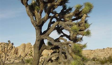 Joshua Tree Pictures, Facts on the Joshua Trees