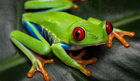 Pearson's green tree frog - Wikipedia