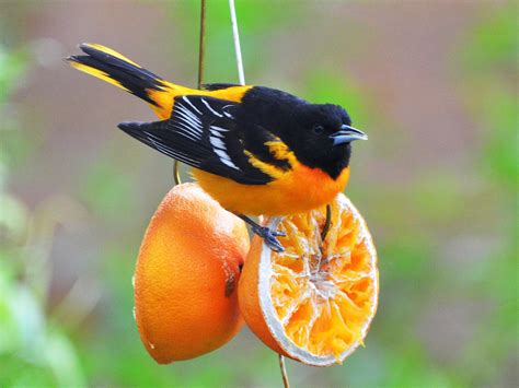 picture of a baltimore oriole bird