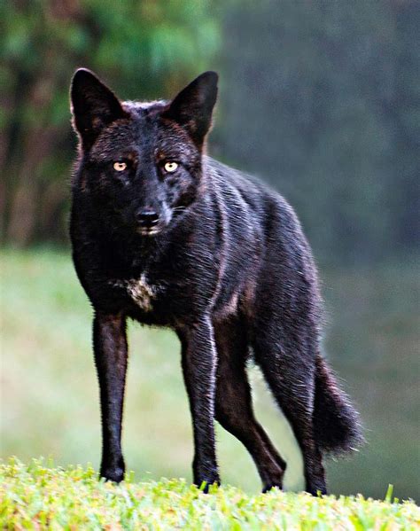 picture of a black coyote