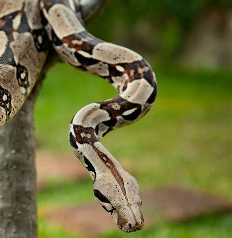 picture of a boa constrictor