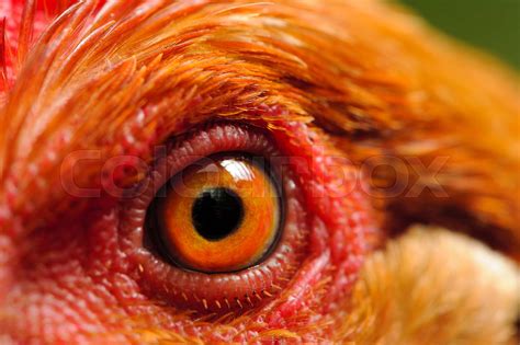 picture of a chicken eye