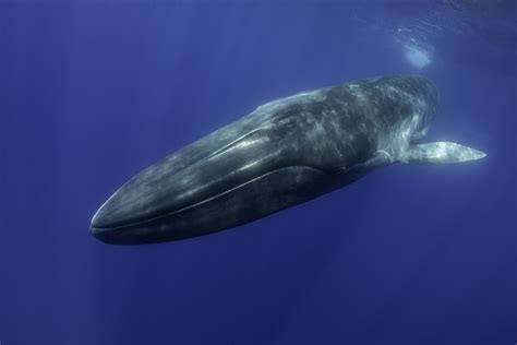 picture of a fin whale