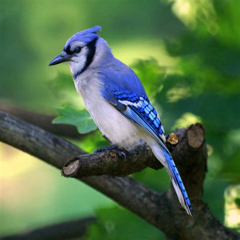 picture of a male blue jay