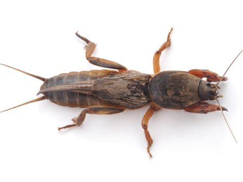 picture of a mole cricket