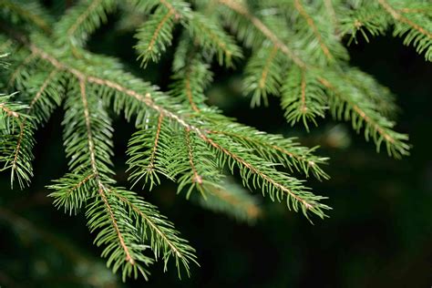 picture of a norway spruce