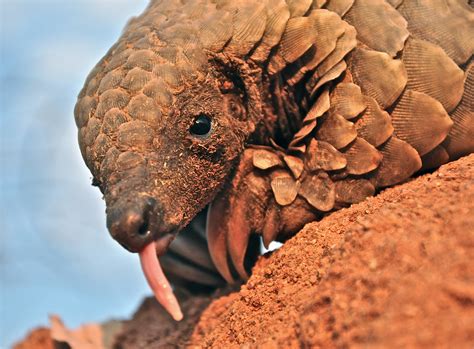 picture of a pangolin