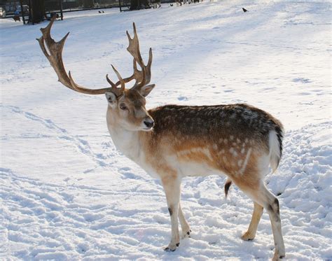 picture of a reindeer