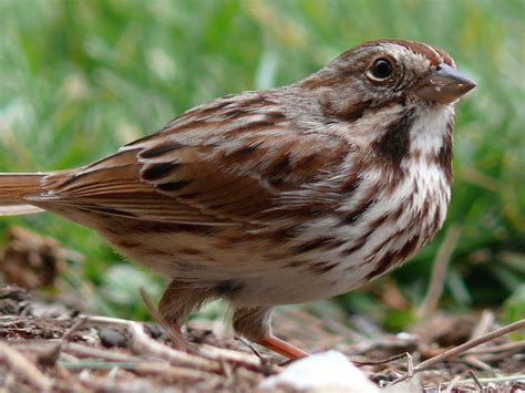 picture of a song sparrow