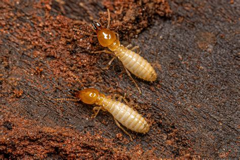 picture of a termite