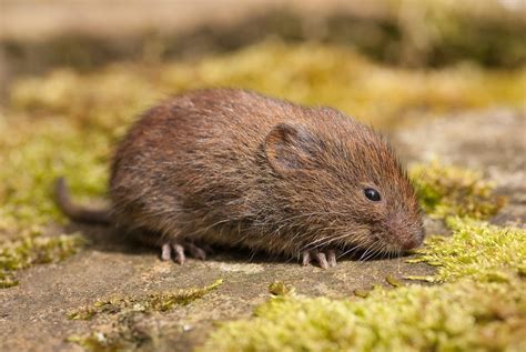 picture of a vole rodent