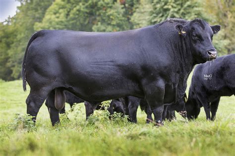 picture of angus cattle