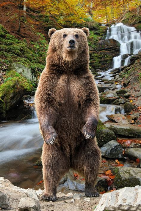 picture of bear standing up