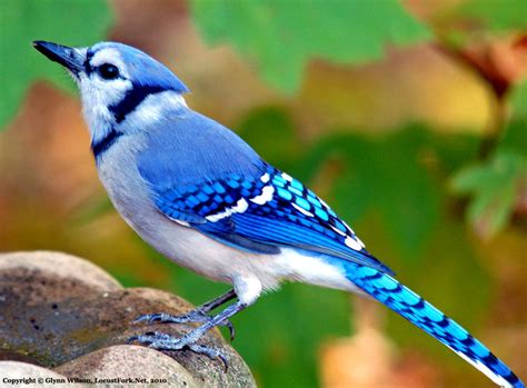 picture of blue bird and blue jay
