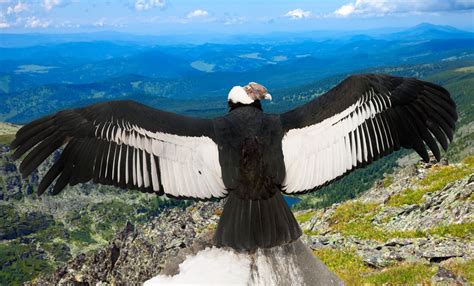 picture of condor bird