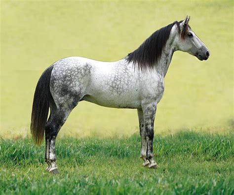 picture of dapple grey horse