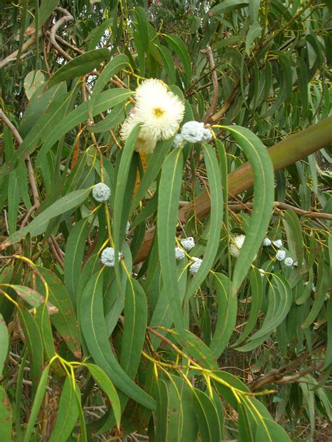 picture of eucalyptus plant