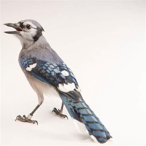 picture of female blue jay bird