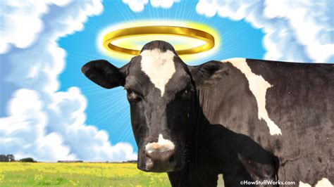 picture of holy cow