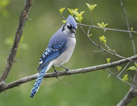 picture of male and female blue jay