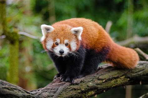 picture of red pandas